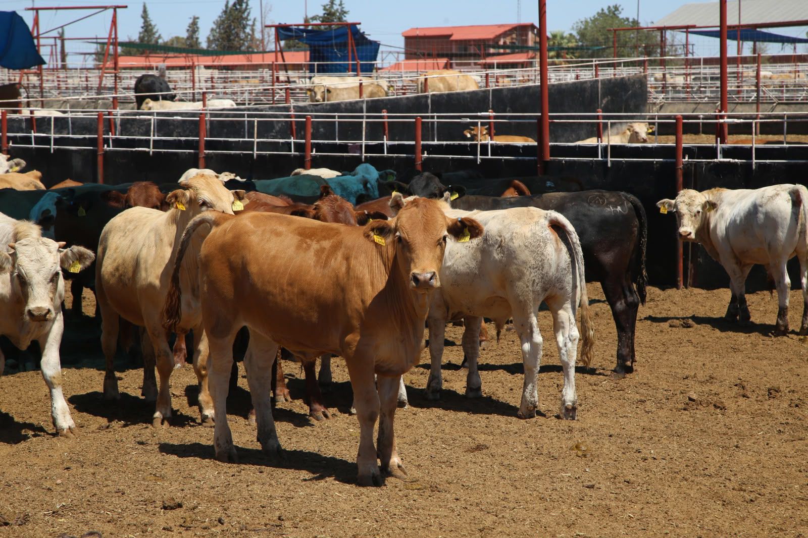 Sonora será el primer estado en reanudar la exportación ganado a EU