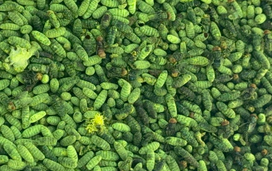 Dispersan 360 mil larvas de mosca estéril para prevenir el Gusano Barrenador del Ganado